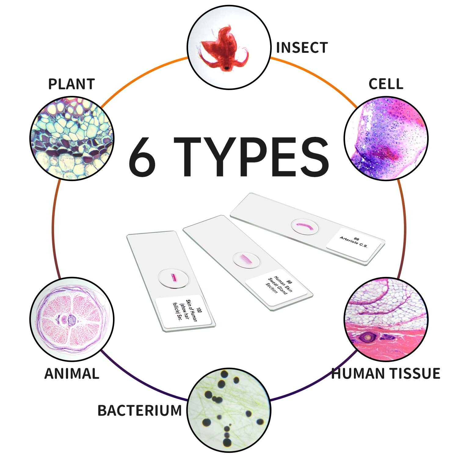 100 Microscope Slides with Frosted Edges - Perfect for Kids’ Science Experience