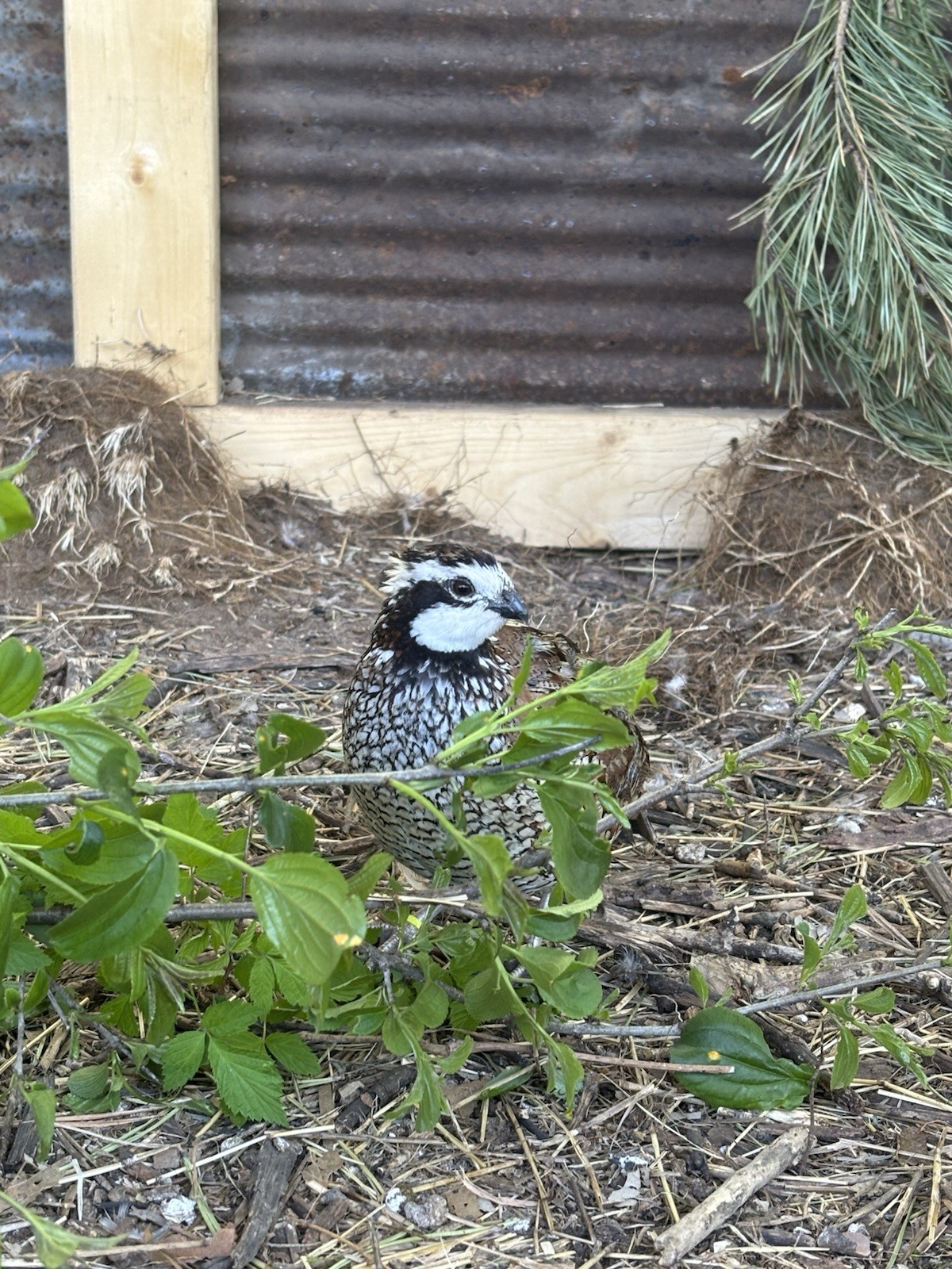 24+ Mixed Bobwhite Hatching Eggs