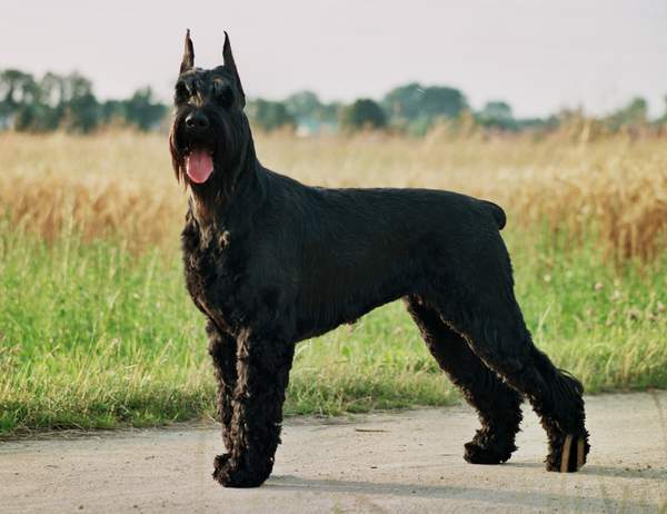 New Metal STRONG Giant Schnauzer Wire Basket Dog Muzzle