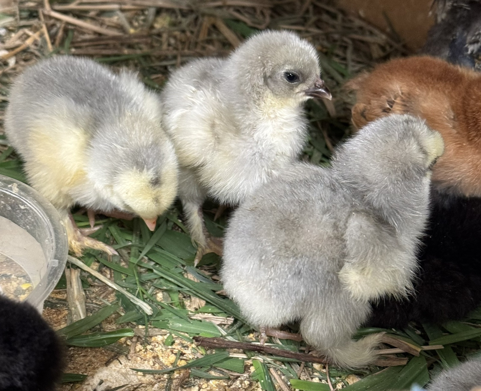 1 Lavender or Isabel Brahma Hatching Egg