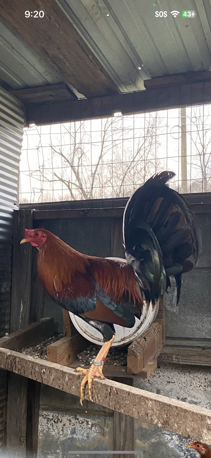 Assorted Hatching Eggs- One Dozen