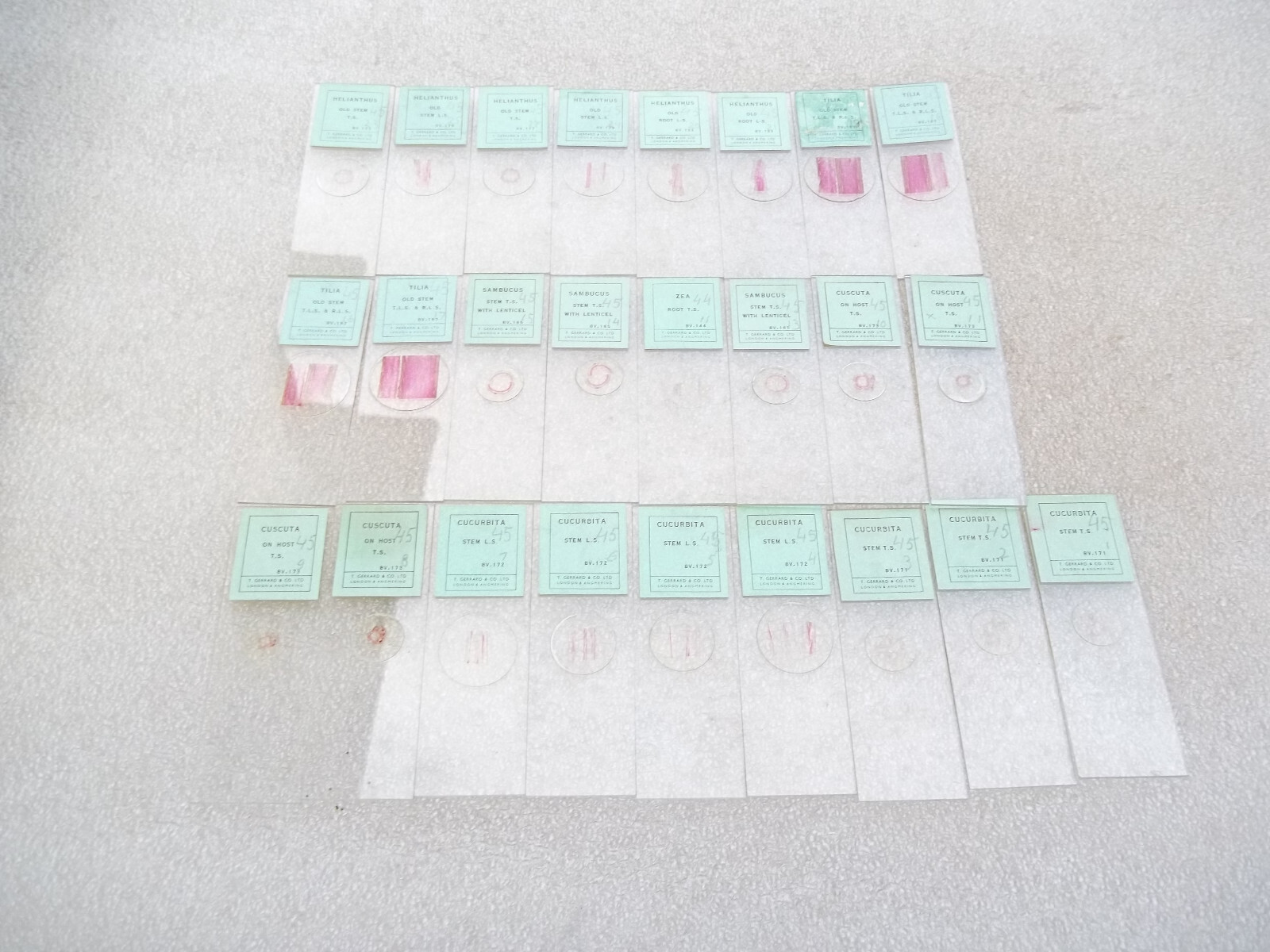 Vintage Glass Microscope Slides -