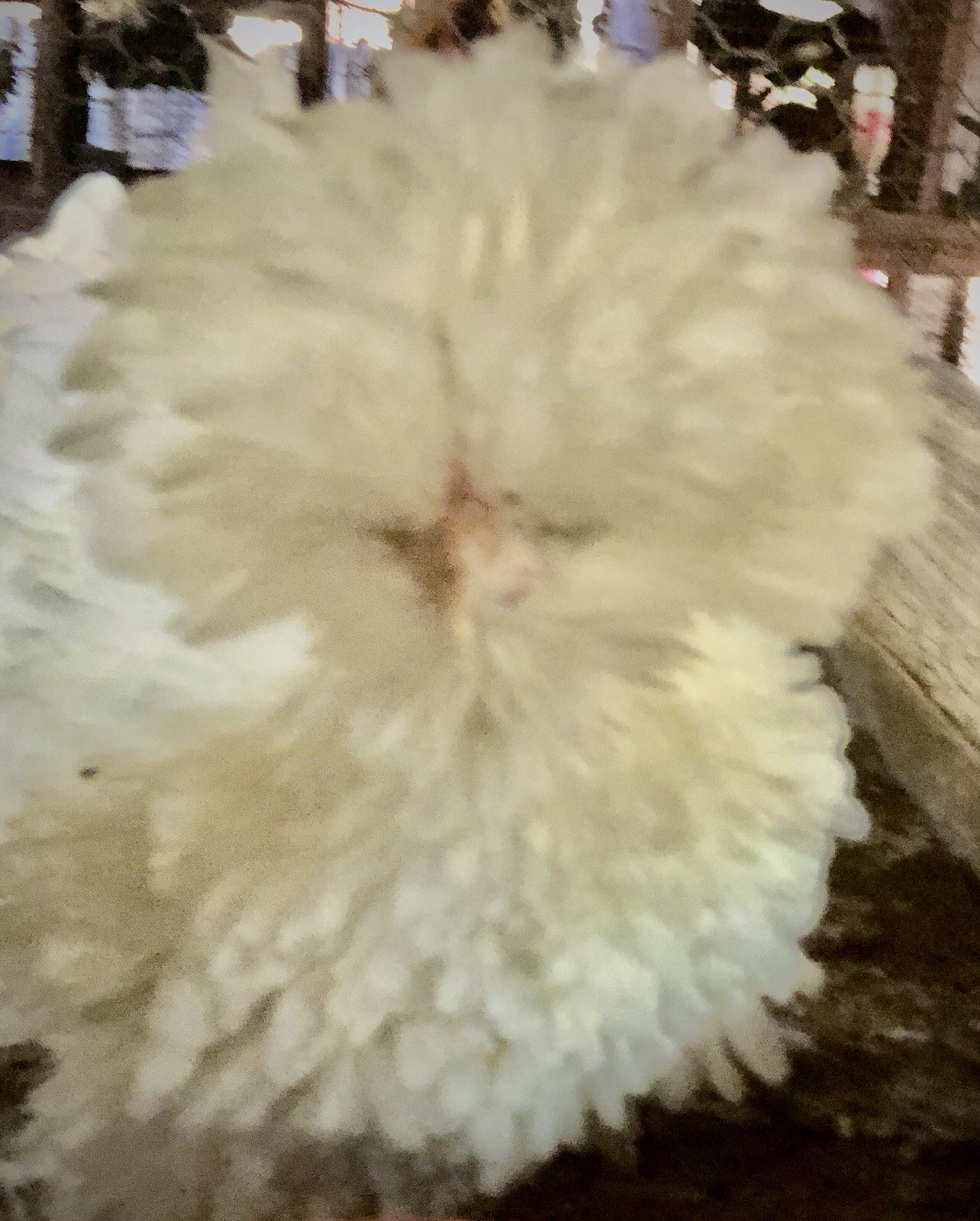 Polish Frizzle Hatching Eggs 15+ NPIP