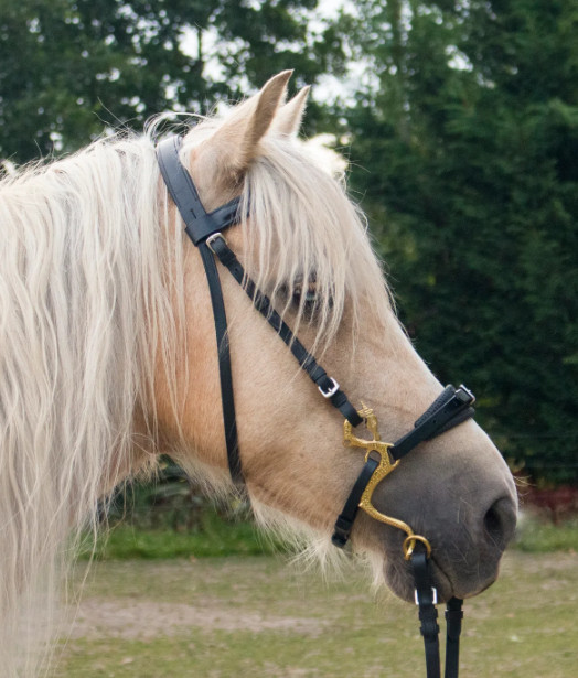 Hackamore Dragon  Cheeks Bitless  Horse Bit Black/ Silver / Gold / Rainbow
