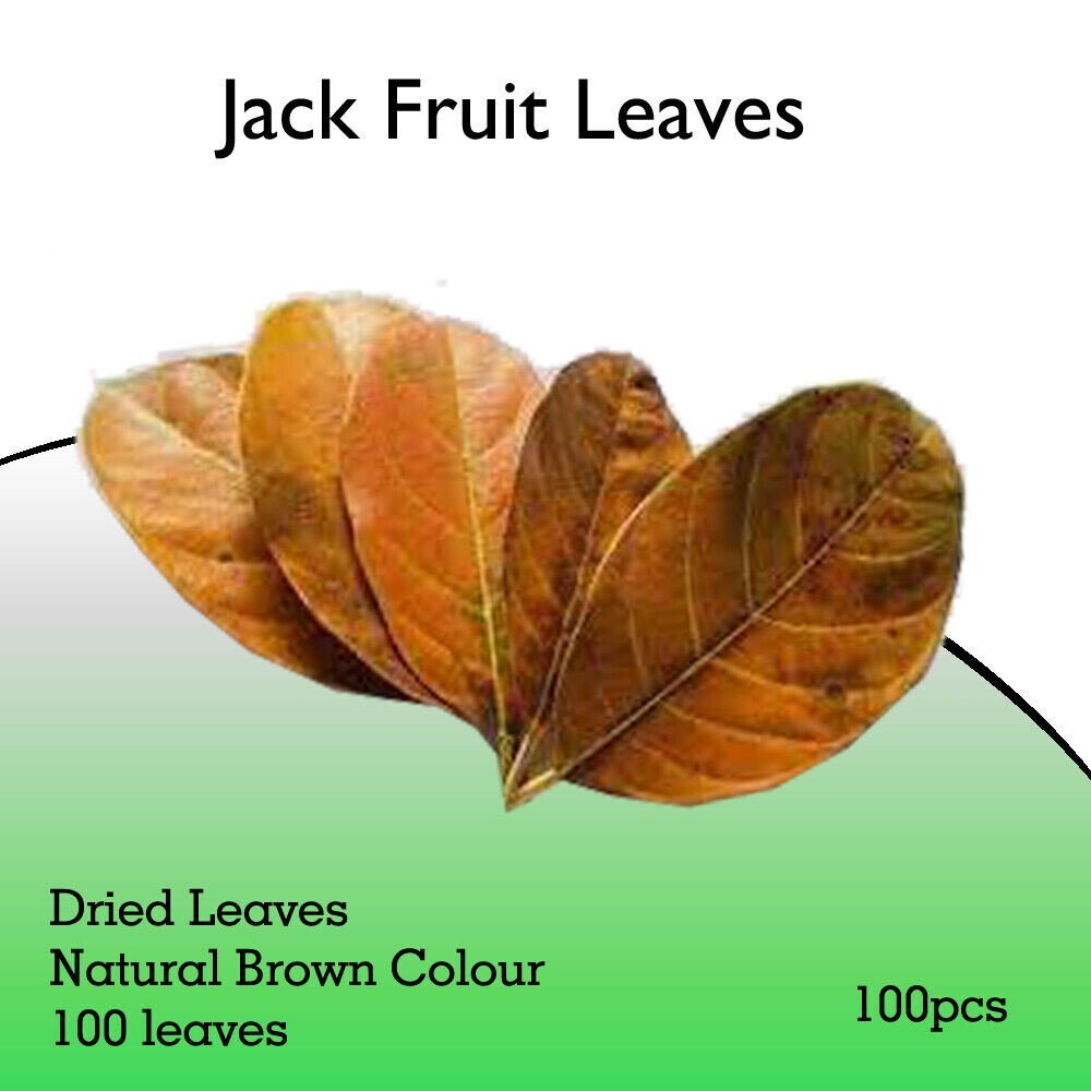 100 Jackfruit Leaves Natural Dried Jackfruit Leaves &Free Shipping