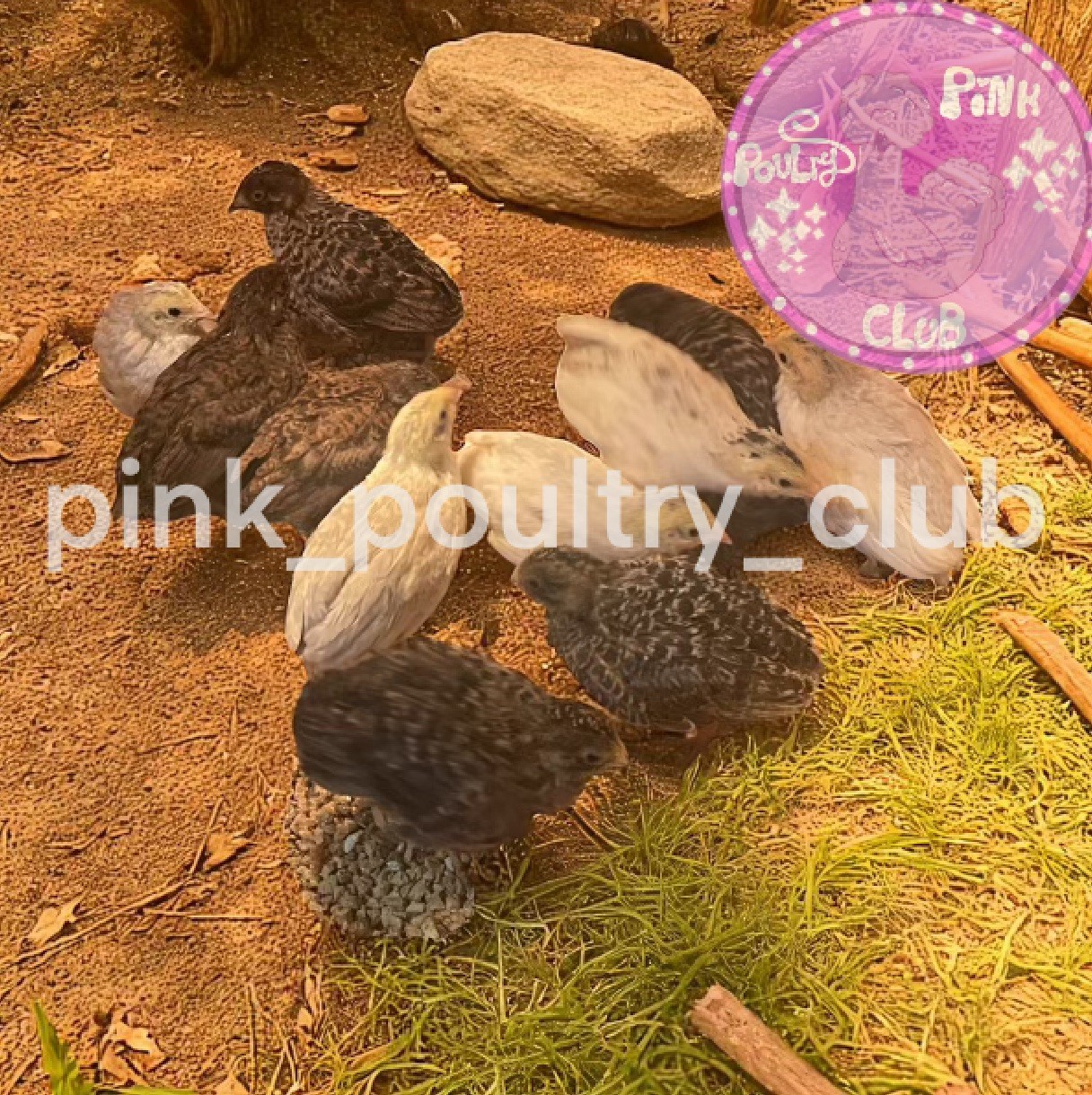 12  Exotic Rare Button Quail Hatching Eggs Colors