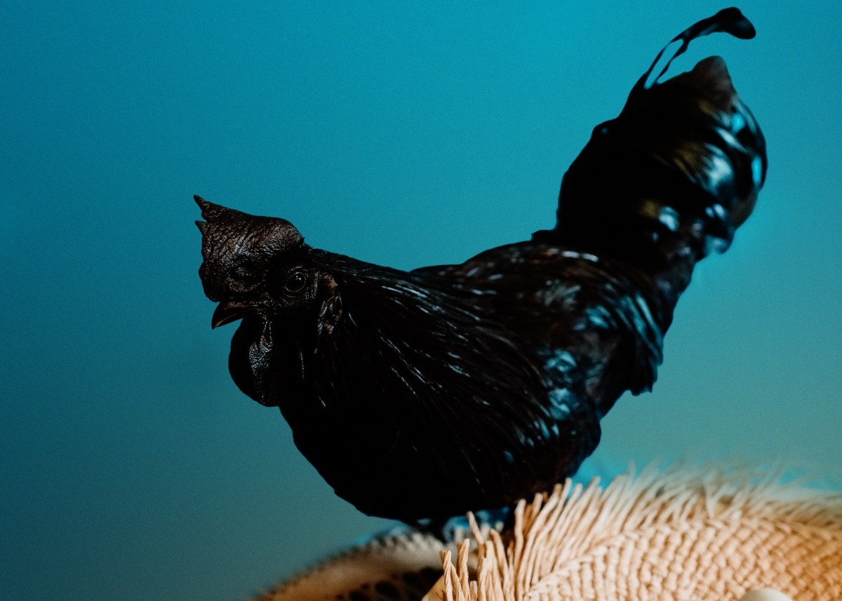 5 + 1 FREE Ayam Cemani Chicken Hatching Eggs | Happy Hatching!