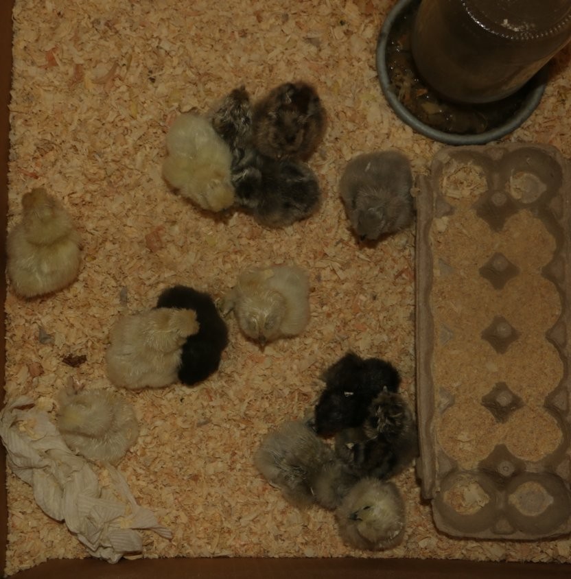 6 Fertilized Silkie Chicken Eggs – Farm Fresh Free Range – Small Batch – Clean