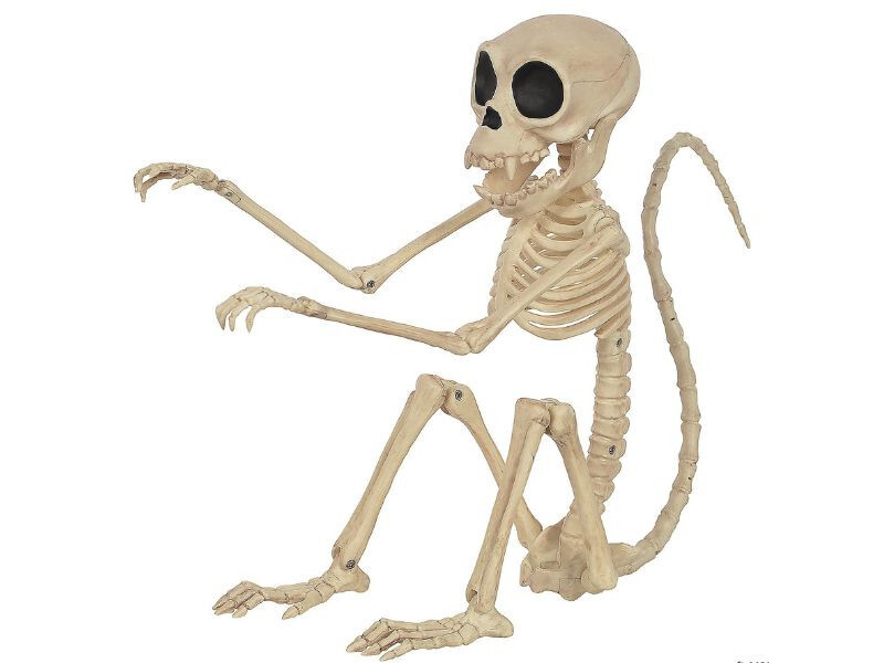 Skeleton Monkey Halloween Prop 9.5" Posable PVC Pirate Jungle Decor Display New