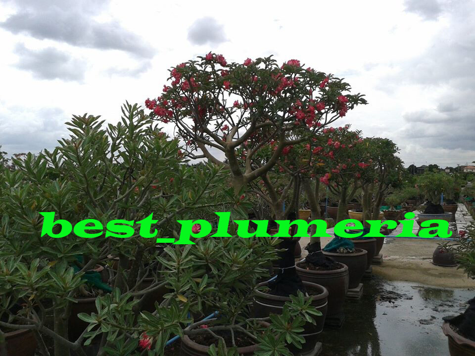 Plumeria Seeds/Flowers/Ngamvilai/Fresh 100 seeds!!