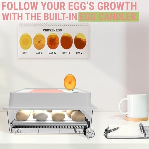 Egg Incubator for Hatching - 36 Eggs - Stable Temperature & Humidity Control wit