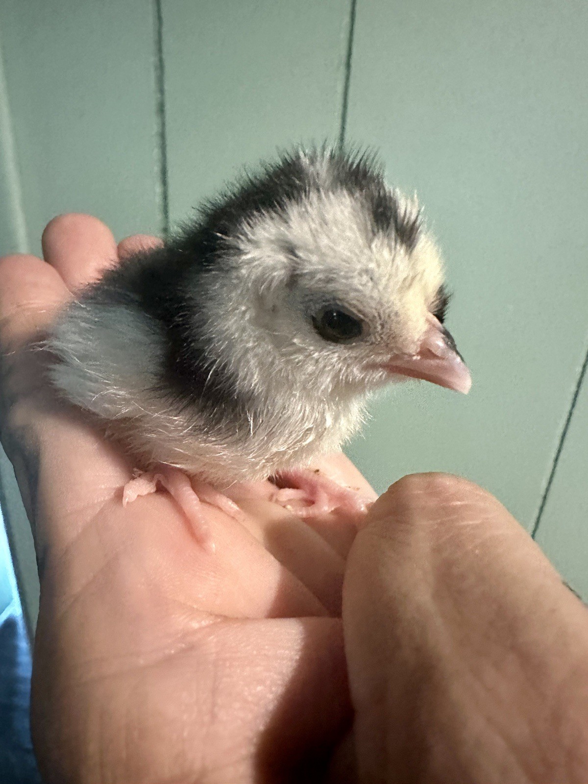 6+ Bantam Cochin Hatching Eggs, Calico, Frizzle, Splash