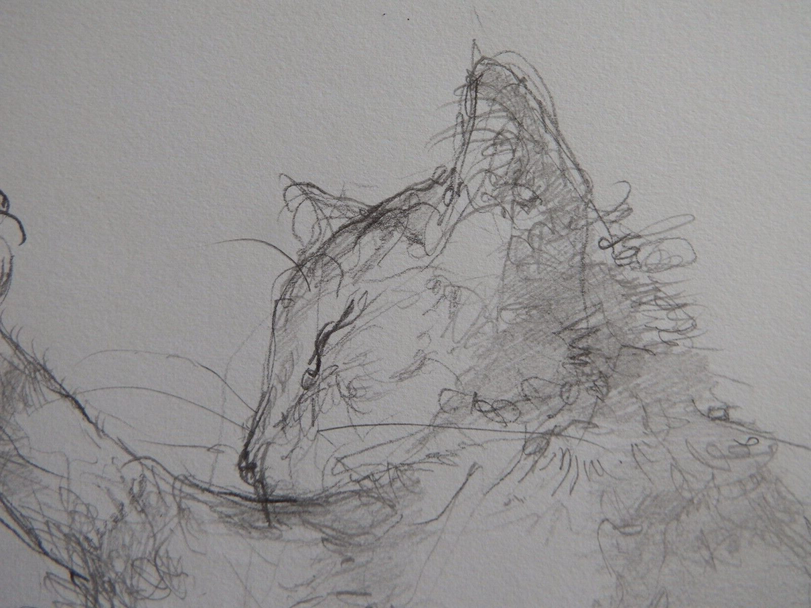 Pencil drawing cat curled sleeping