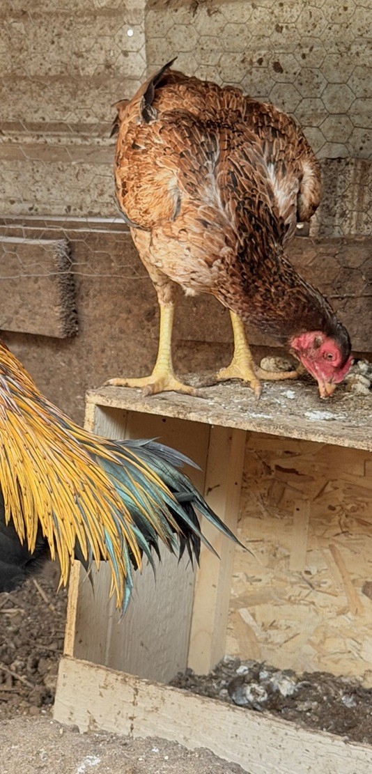 4 Ganoi Original Hatching Eggs Purebred Rare Breed