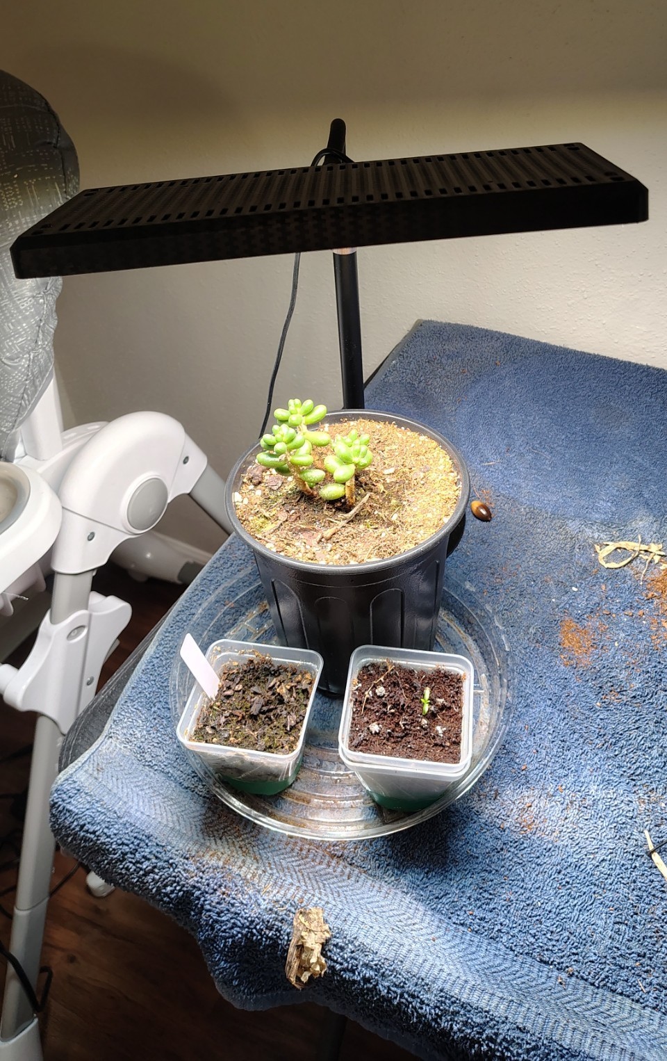 Desk Grow Light, Full Spectrum Plant Light for Indoor Plants, Grow Lamp.