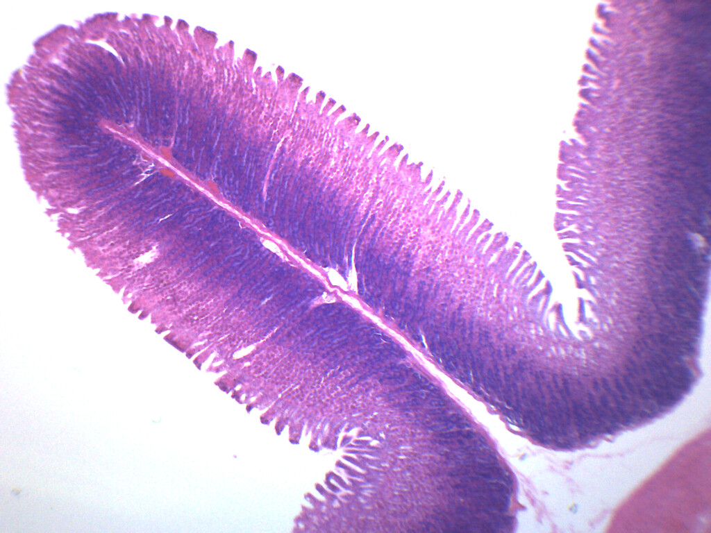 Simple Columnar Epithelium - Prepared Slide, 75x25mm - Eisco Labs