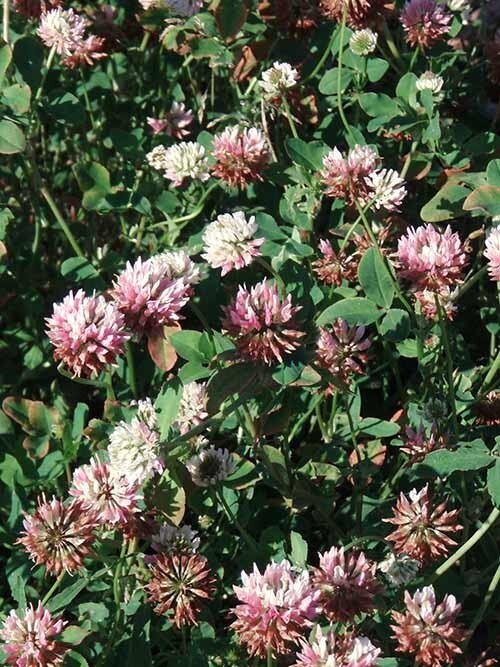 Alsike Clover Pasture, Hay, Soil Improvement & Food Plot Seed 50lbs 50ALSIKECOAT
