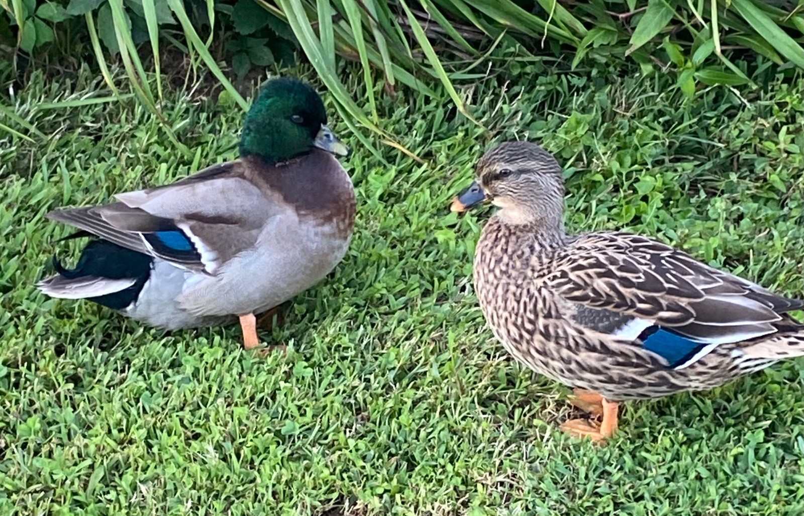🐣CALL DUCK EGGS 🌷Ready 2 Ship! Three (3) + Assorted