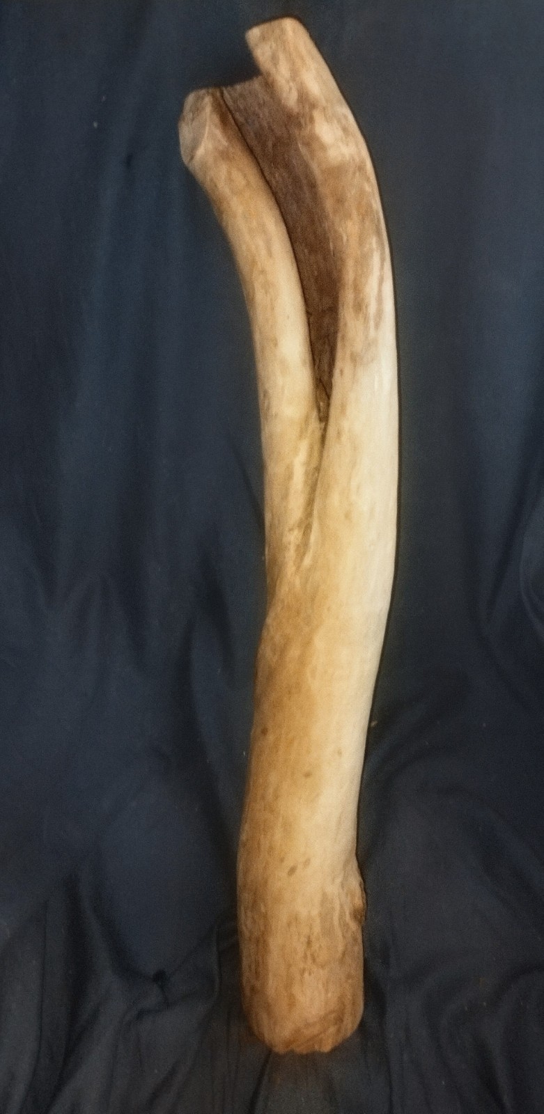 cottonwood root for carving
