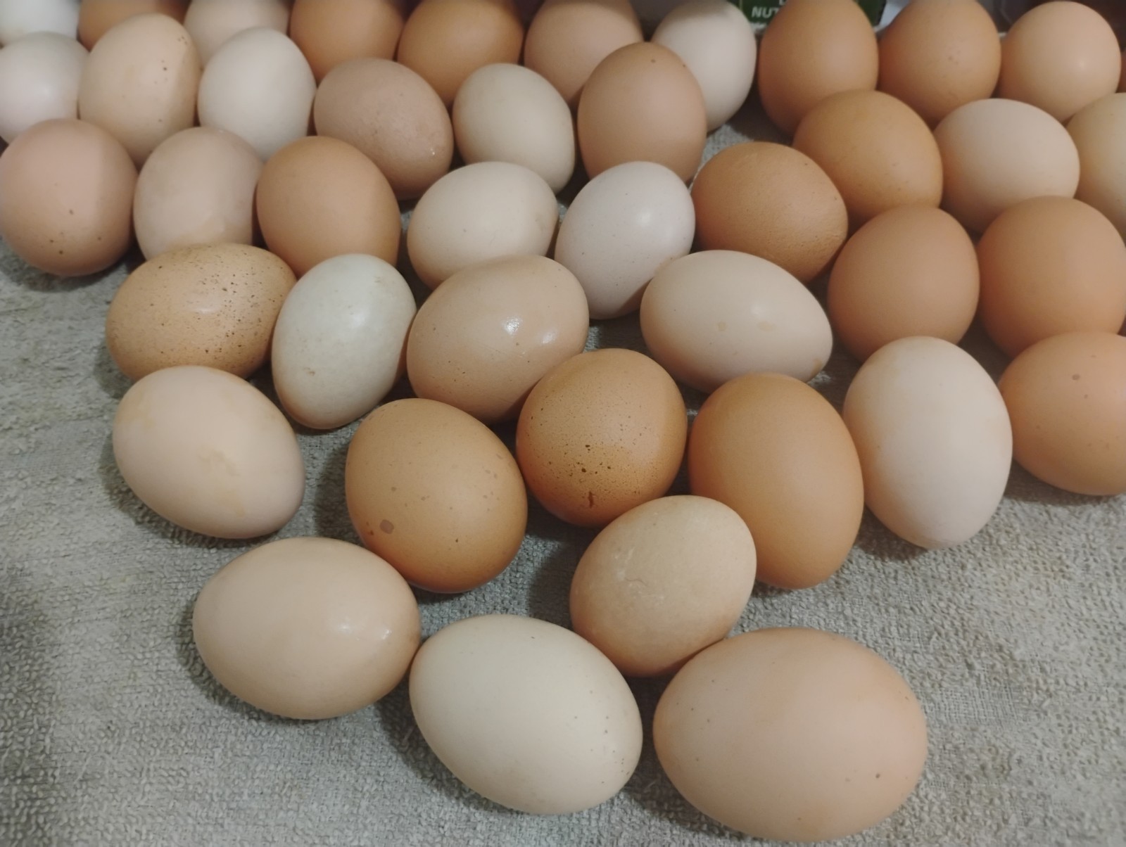Fresh Fertile Chicken Hatching Eggs Assorted Barnyard Mix, Pack of 12