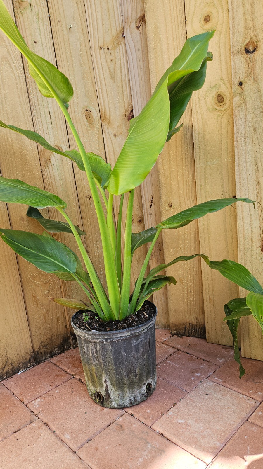 LIVE PLANT 3ft+ Ravenala madagascariensis Travelers palm tree traveler's