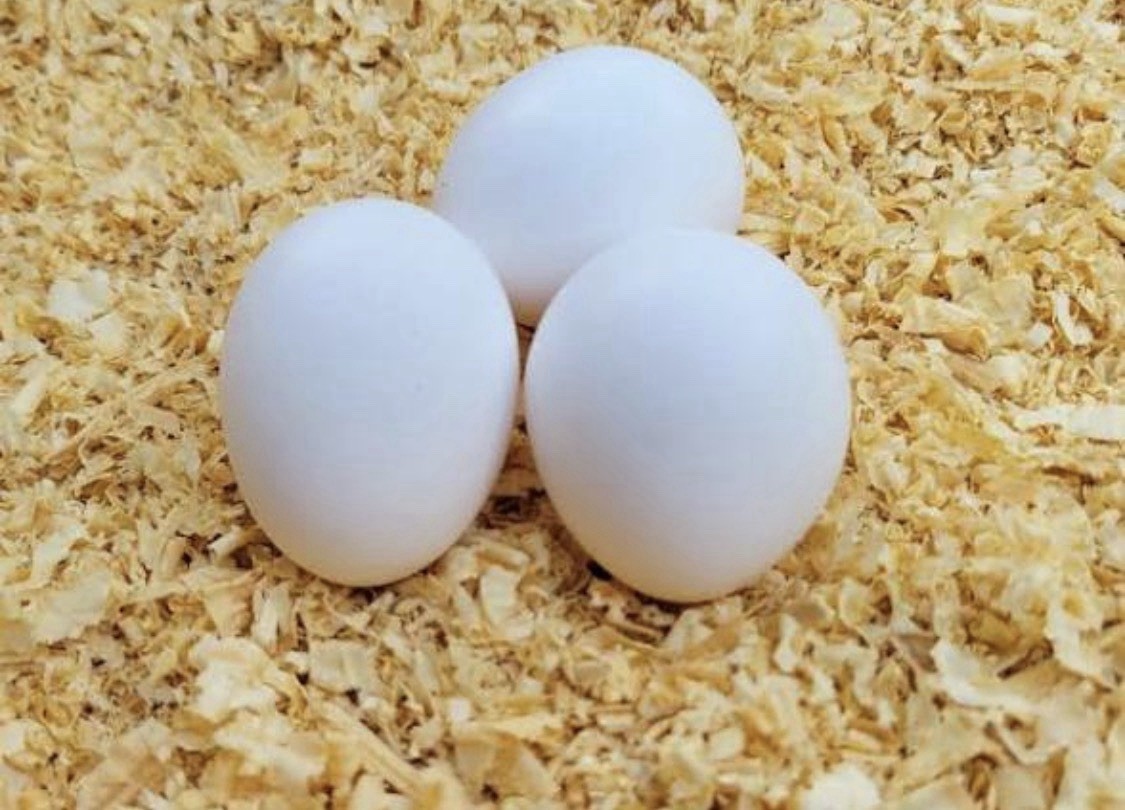 Coronation Sussex Chicken Eggs ~Rare~