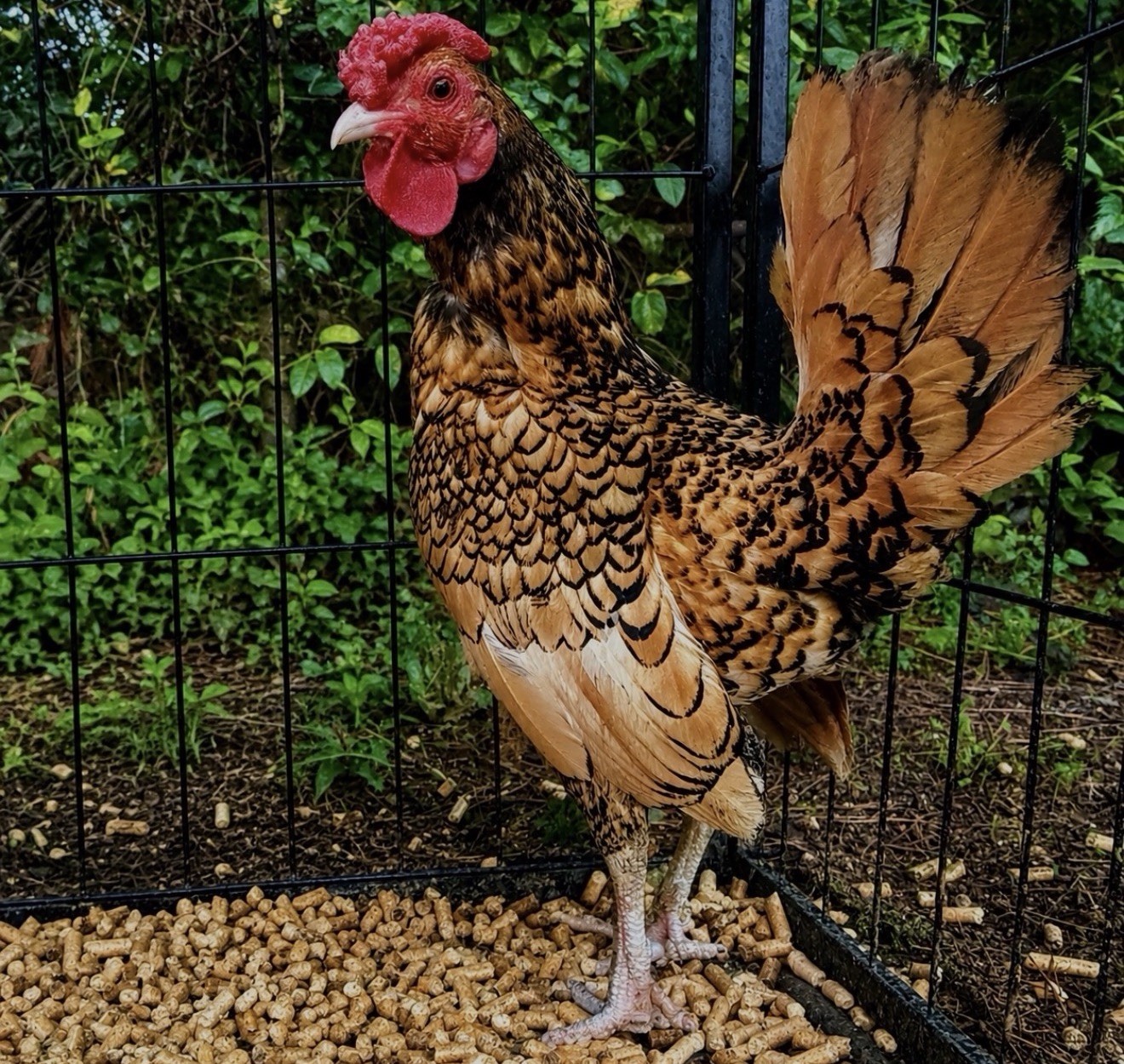 Hens choice- assorted bantam hatching eggs