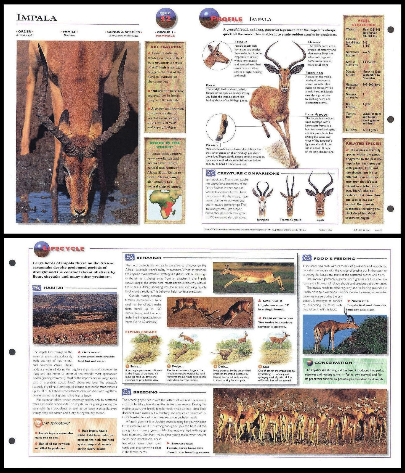 Fold-Out Sheet - Impala - 52