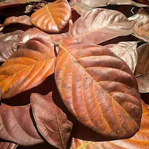 100% Natural Ceylon Dried Jack Fruit 100pcs Organic bio Shrimp Aquarium Leaves