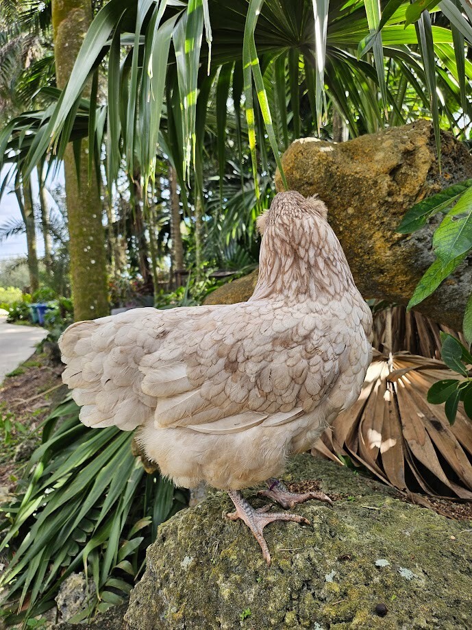 (6) Mauve and Chocolate Ameraucana Hatching Eggs - Possible Mottled Split!