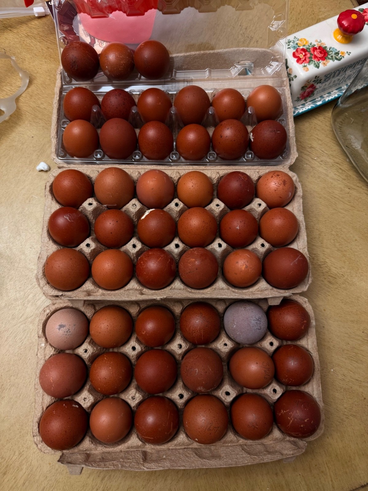 NPIP 12+ black copper maran eggs (6-8 range)