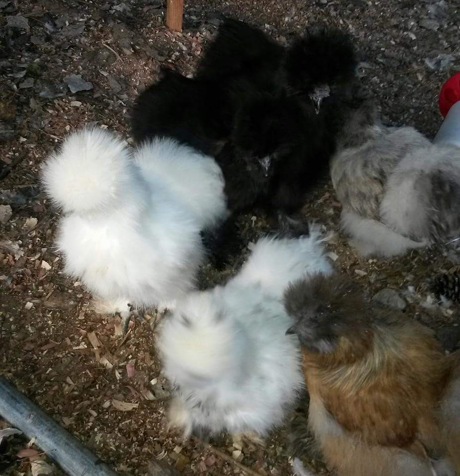 Hens choice Chicken Hatching eggs  12  *chance for several breeds