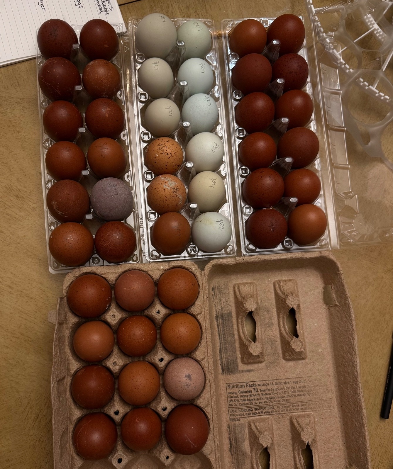 NPIP 12+ black copper maran eggs (6-8 range)