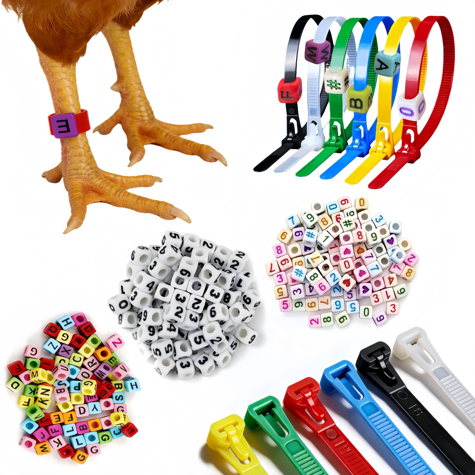 Bandas ajustables para patas de pollo. Bandas de identificación para aves corral