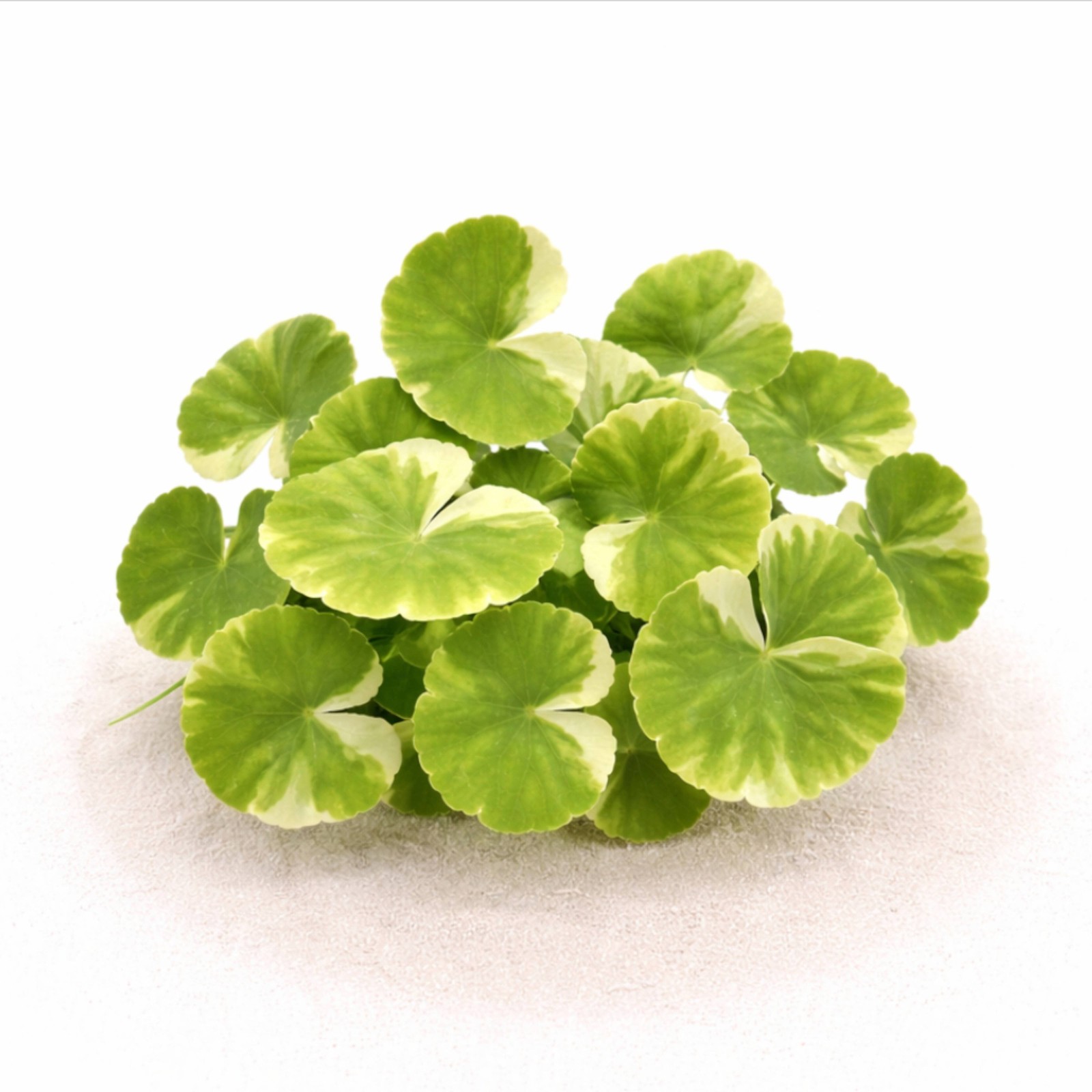 Brazilian Pennywort Marble Variegated | Aquarium Plants Factory®