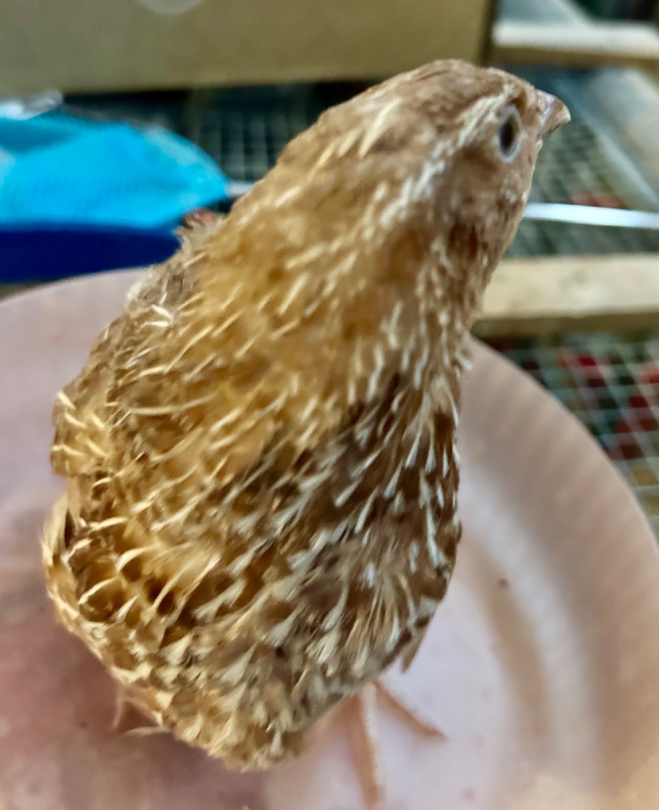 30+ Assorted Coturnix Quail Hatching Eggs - Ships FREE
