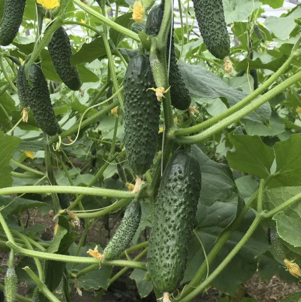 100 Cucumber Seeds BJORN F1 Бйорн Enza Zaden Netherlands Early Hybrid +FREE GIFT