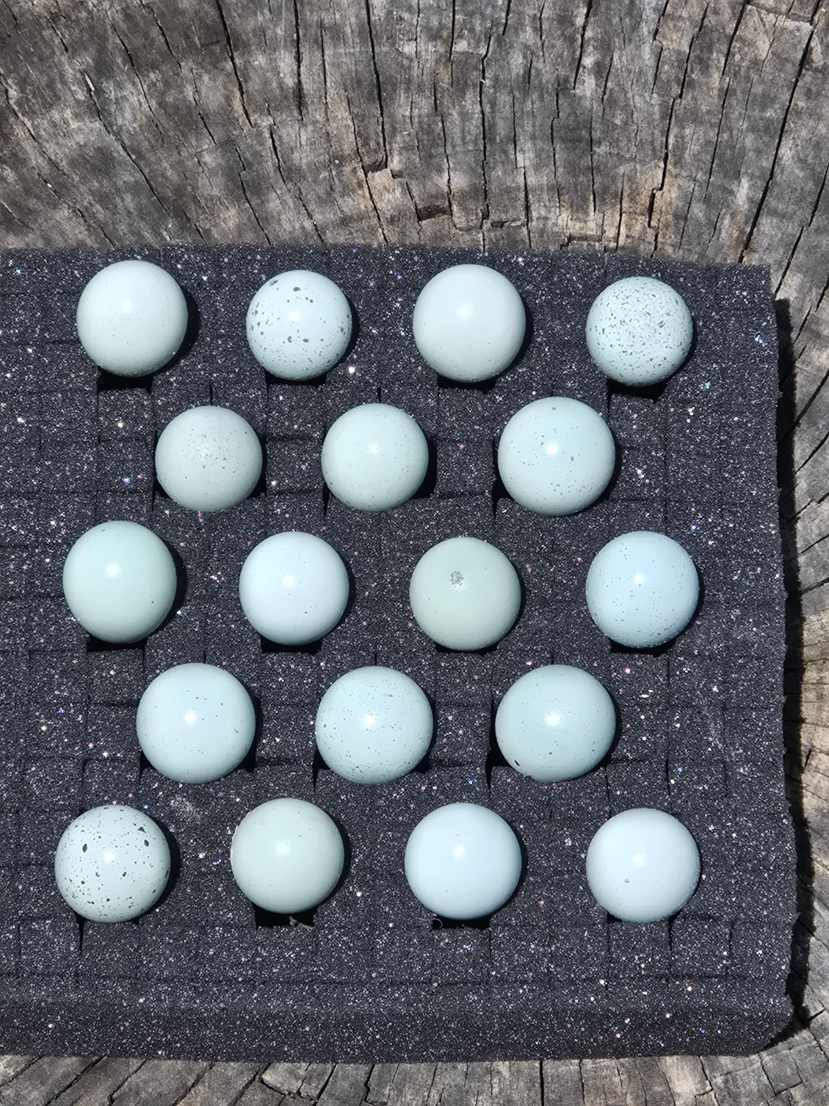 18+ Celadon Blue Coturnix Quail Hatching Eggs - 100% True Blue