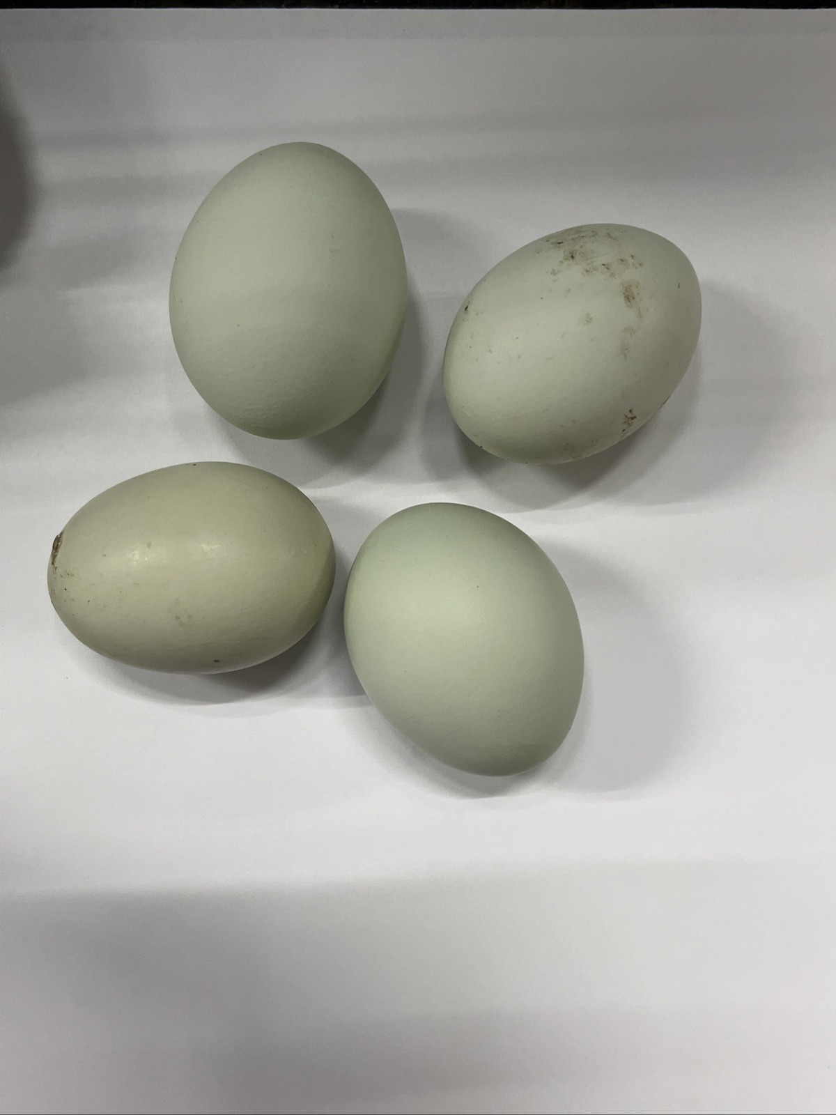 6 Pink Brown & Green Eggs! Chicken Hatching Eggs! Mystery Golden Fowl Box!