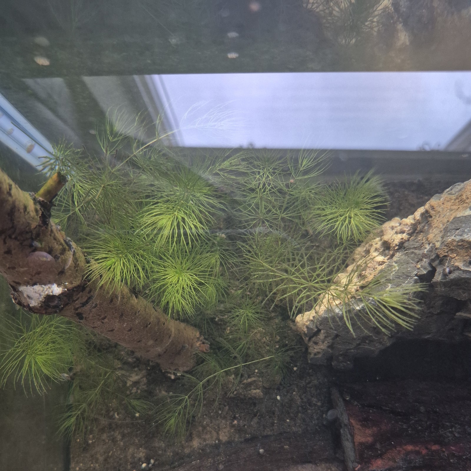 Hornwort Aquatic Plant Live (1 Handful Bundle) Easy Care
