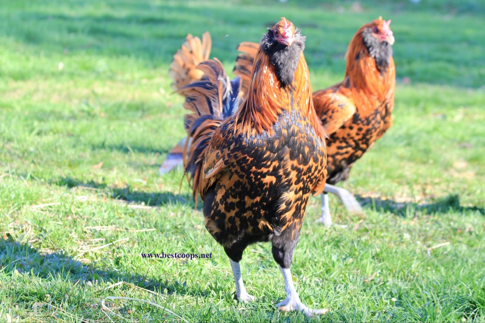 6+ Gold Owlbeard Fertile Chicken Hatching Eggs