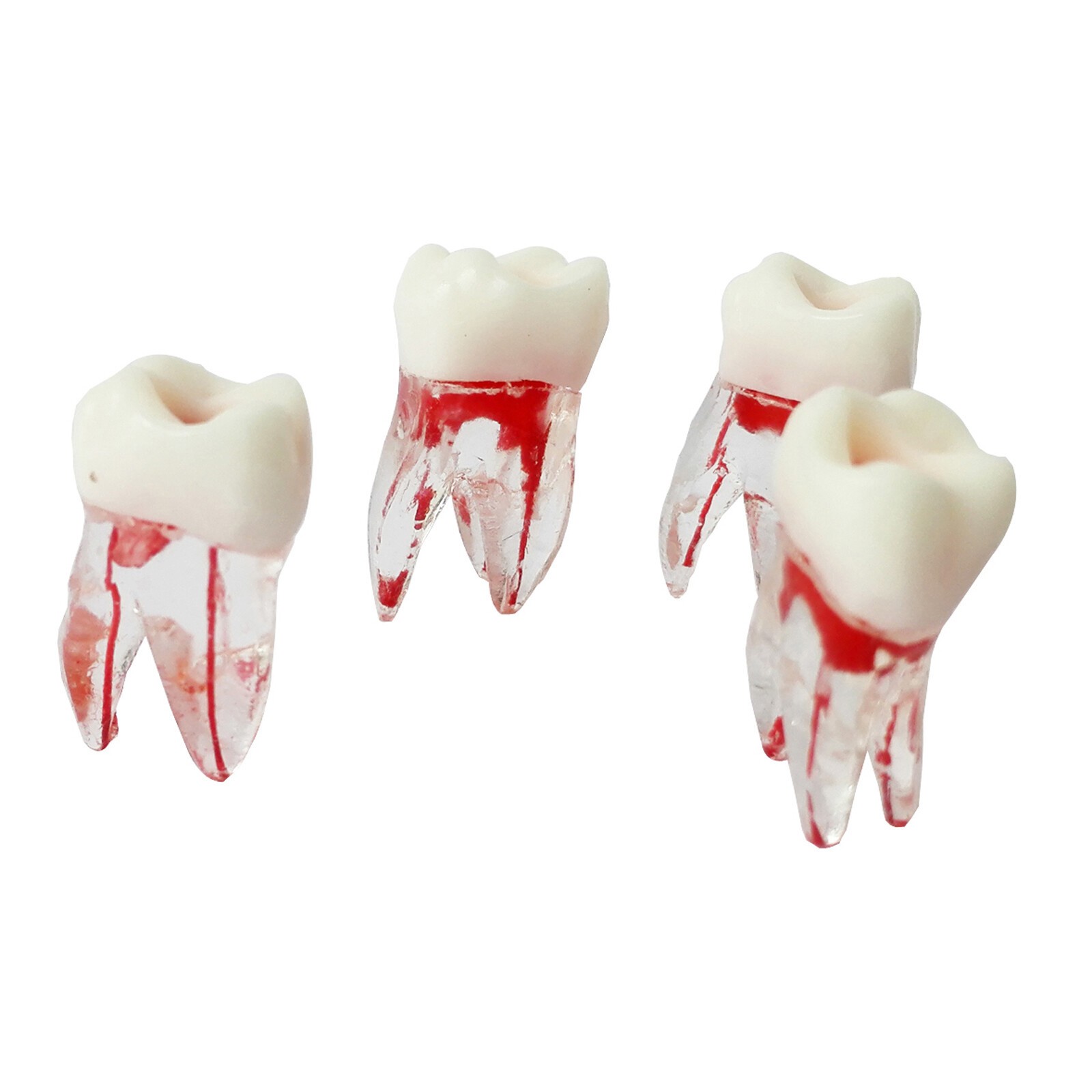 Dentist Dental Plastic Teeth Tooth Molar Teaching Analysis Model for Study