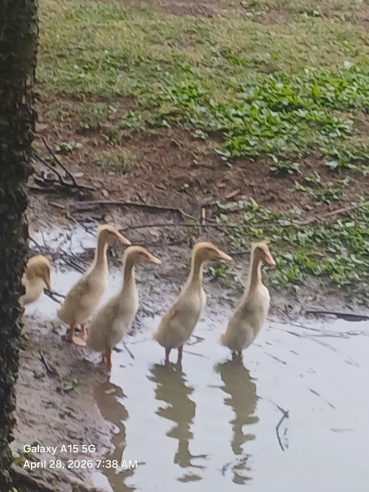 (8) Fawn And White Runner Duck Hatching Eggs
