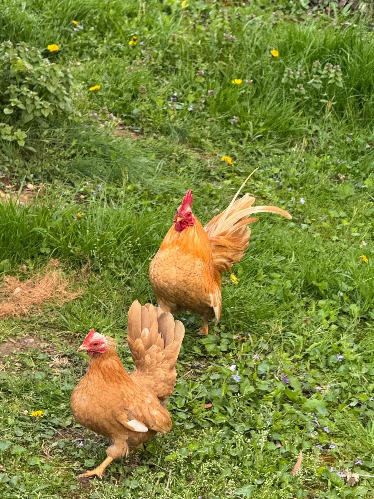 10 + small Serama Chicken Hatching Eggs