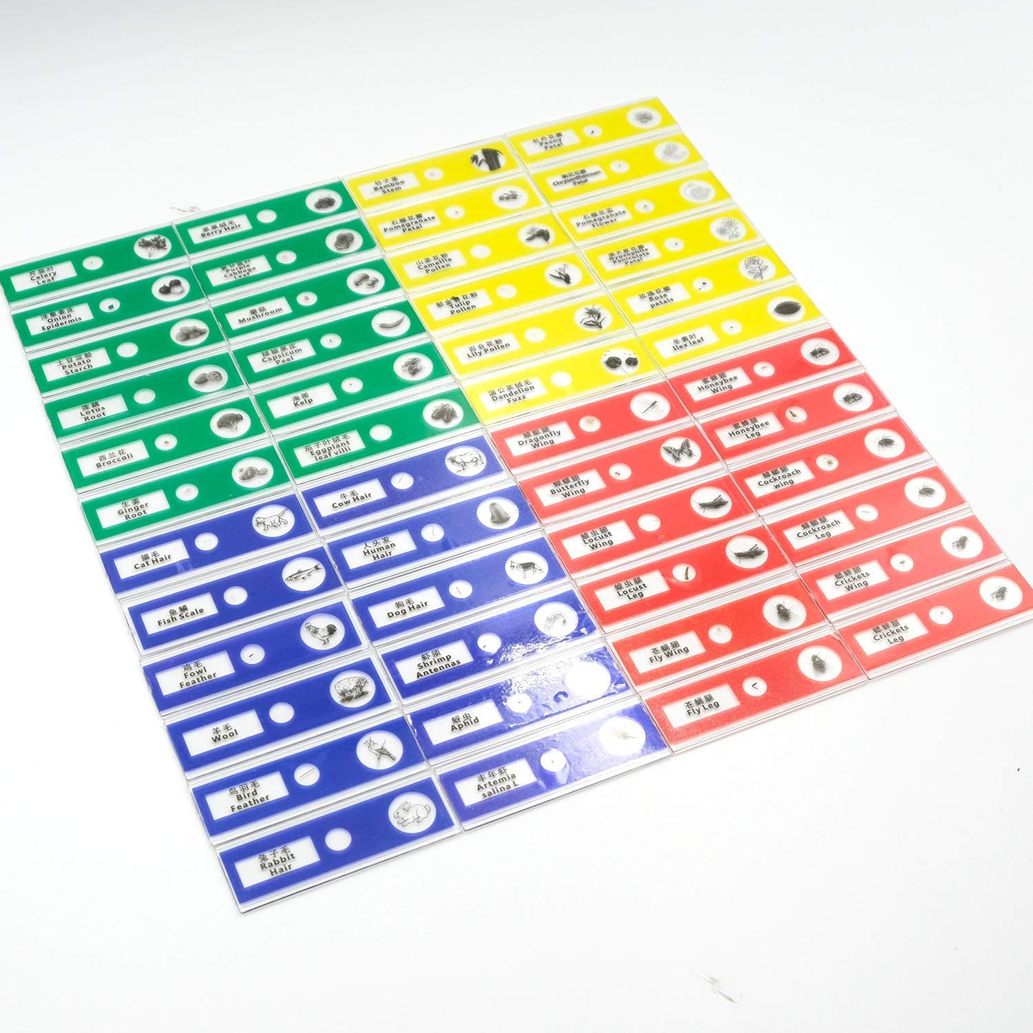 48pcs Prepared Plastic Microscope Slides Biological Specimen with 4 Boxes for St