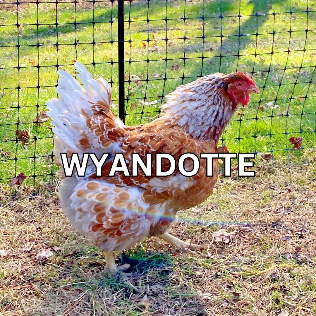 10 Custom Select Chicken Hatching Eggs - You Choose - See Description for Breeds
