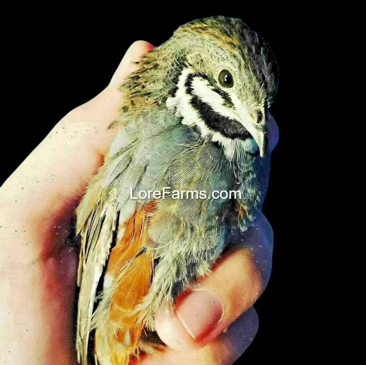 12 (+3EXT) ❤️LORE FARMS Button Quail Hatching Eggs Chinese Painted SPECIAL RARE