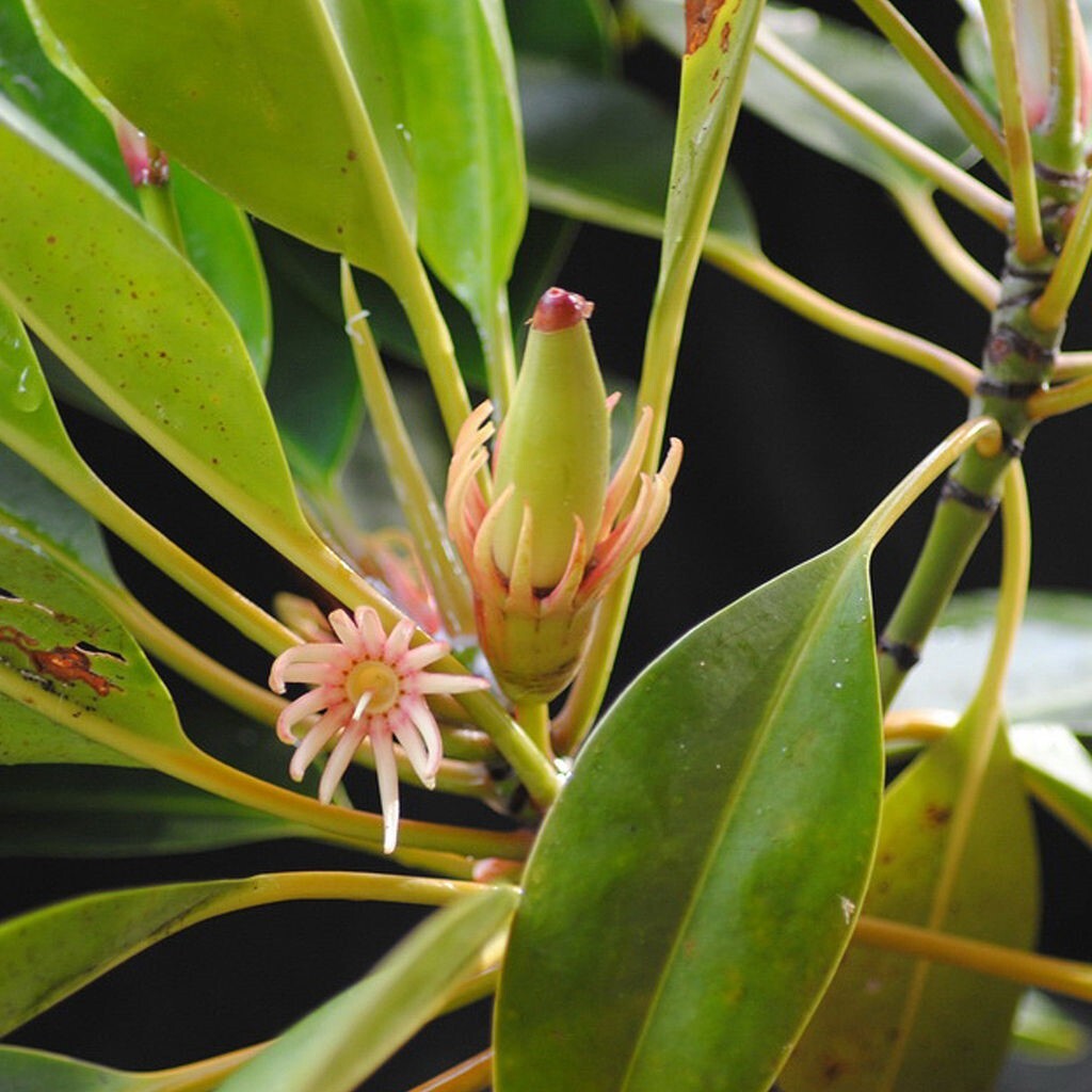 5 Red Mangrove Live Plants WITH ROOTS, 5 Oriental Orange Mangrove Seeds Aquarium