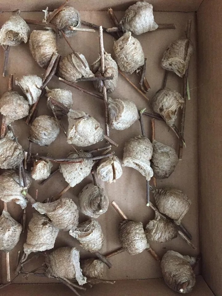 3 - Praying Mantis Egg Cases - Newest Crop
