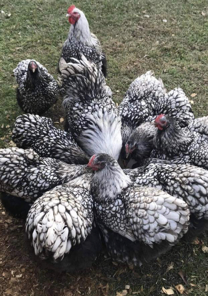 12+ Black Silver Laced English Orpington Chicken Hatching Eggs